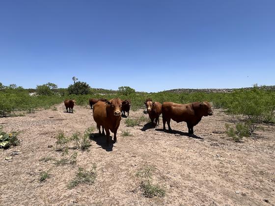 WITH HELP from regular feed runs, these bulls are maintaining excellent body condition, which is much more than can be said of pastures in West Texas that have seen good winter weeds seemingly disappear overnight as windy and hot conditions become a daily occurrence. 